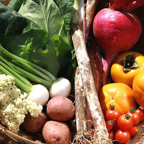 季節のおまかせ野菜セット Ｍ【４回分】